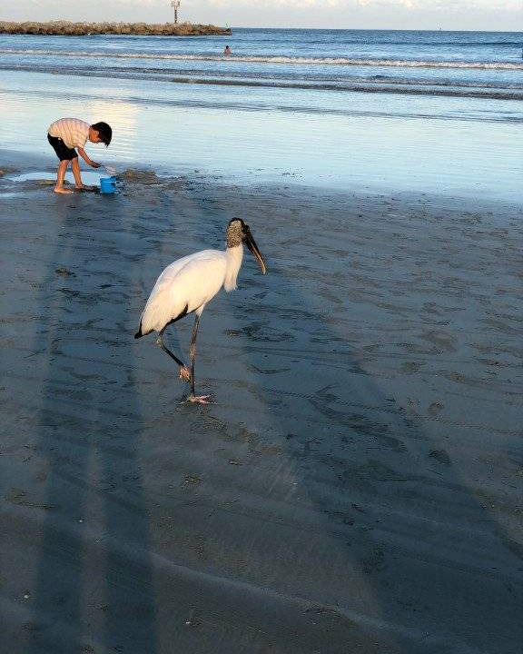 Photo of Others in Port Canaveral