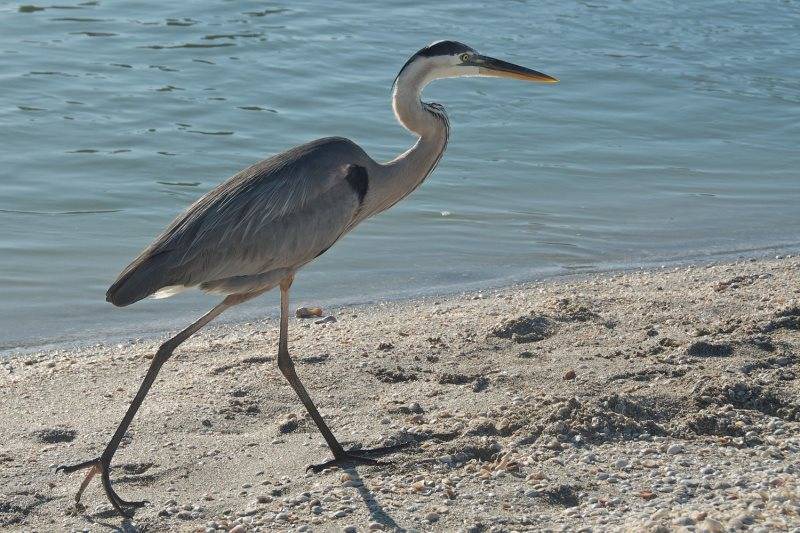 Photo of Others in Gulf Pines