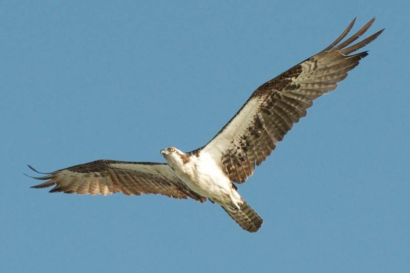 Photo of Others in Gulf Pines