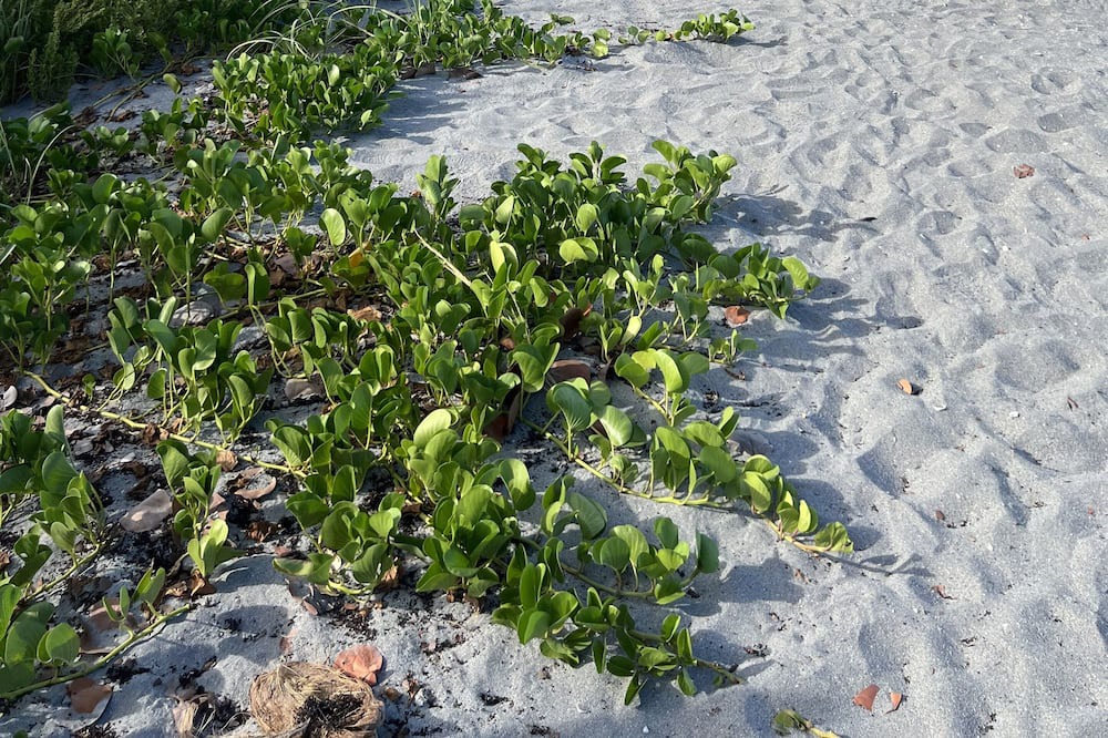 Photo of Others in Jupiter Farms