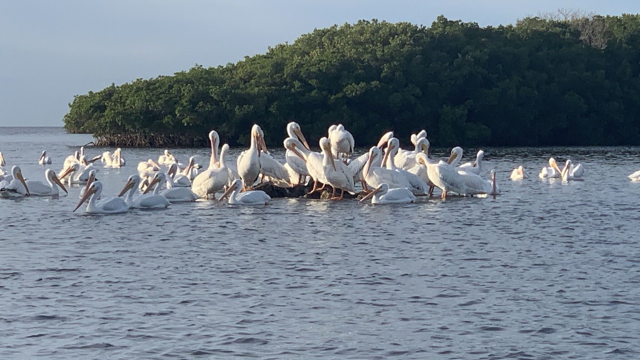 Photo of Others in Crystal River