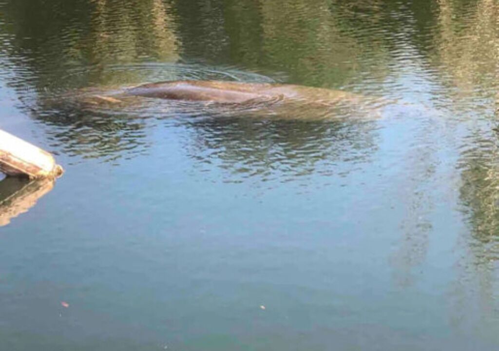 Photo of Others in Weeki Wachee Gardens