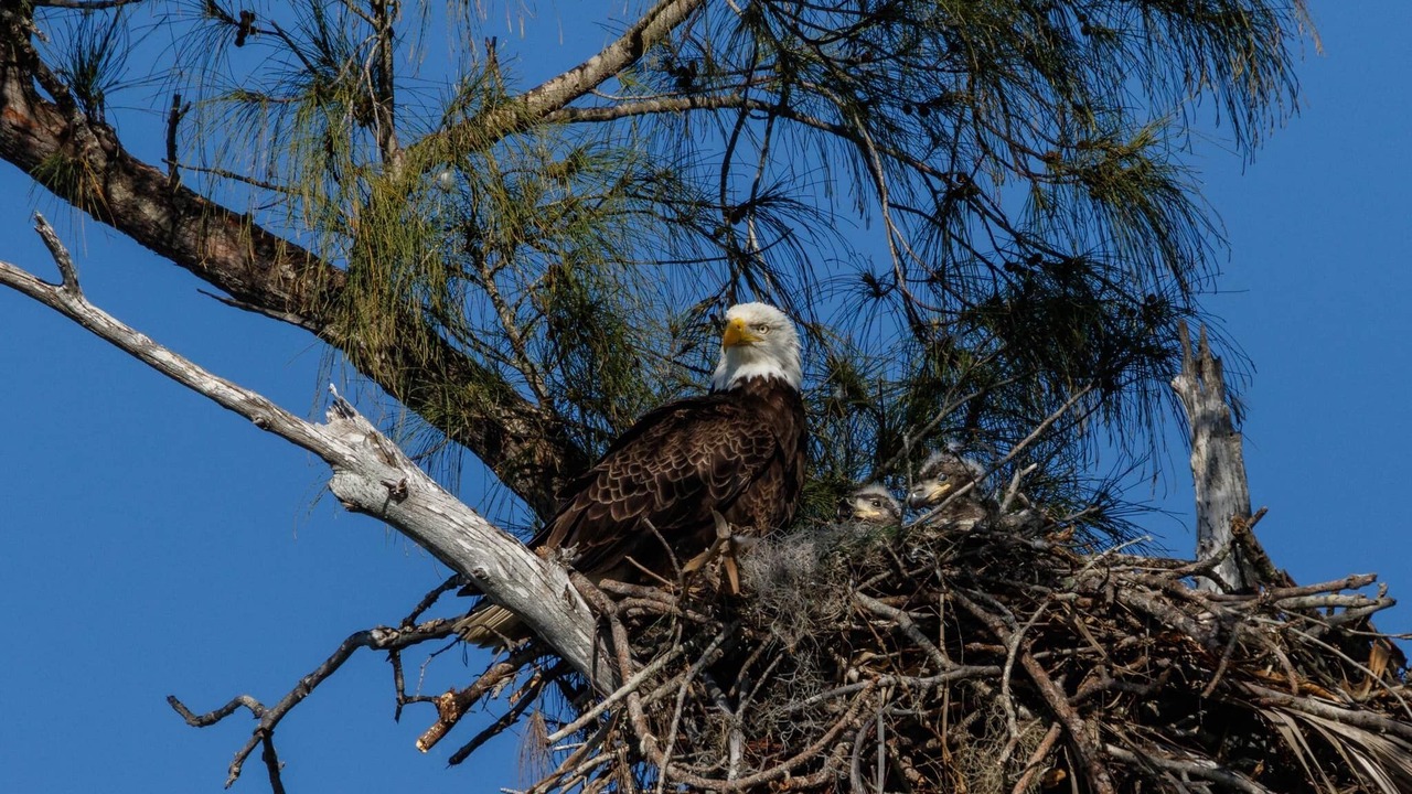 Photo of Outdoor in Pine Island Center