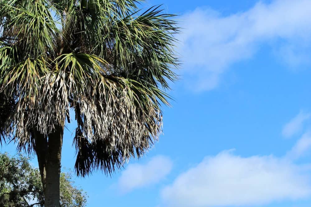 Photo of Outdoor in Aripeka