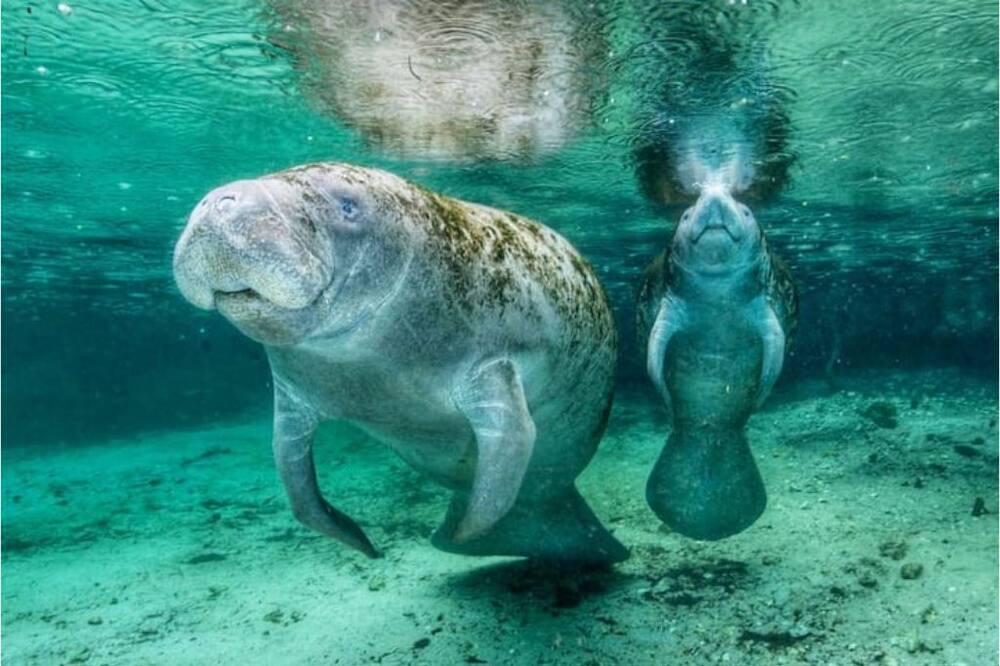 Photo of Others in Crystal River