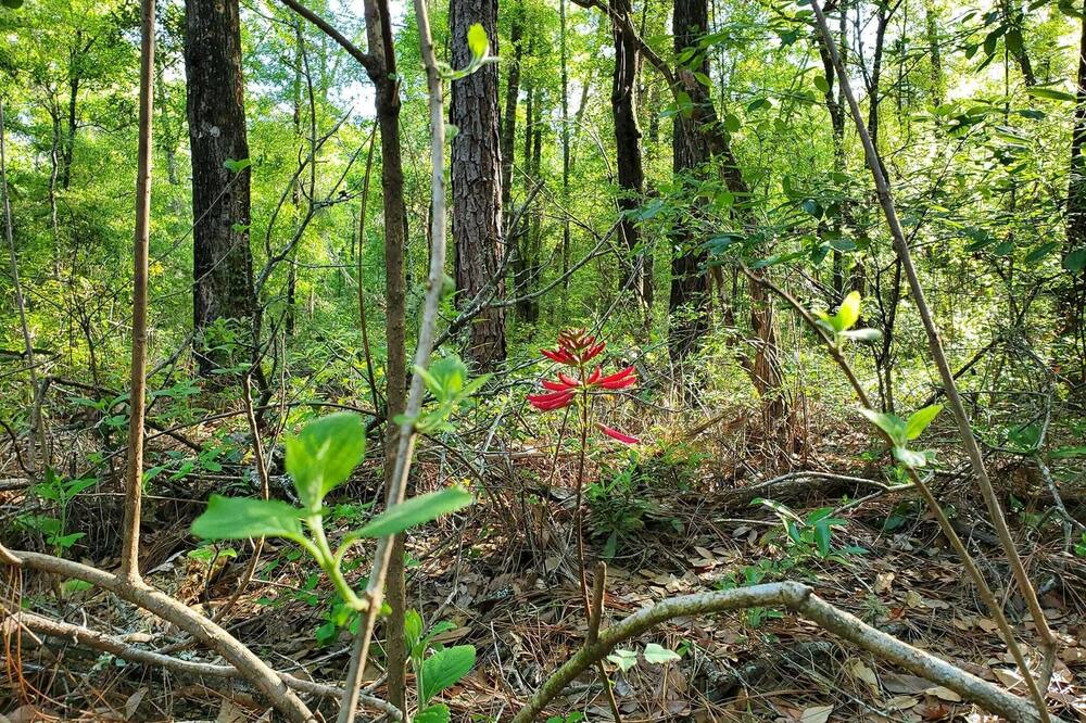 Photo of Outdoor in Lecanto
