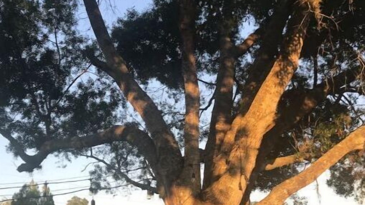 Photo of Outdoor in Dixie Shores