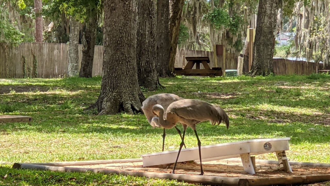 Photo of Outdoor in Salt Springs