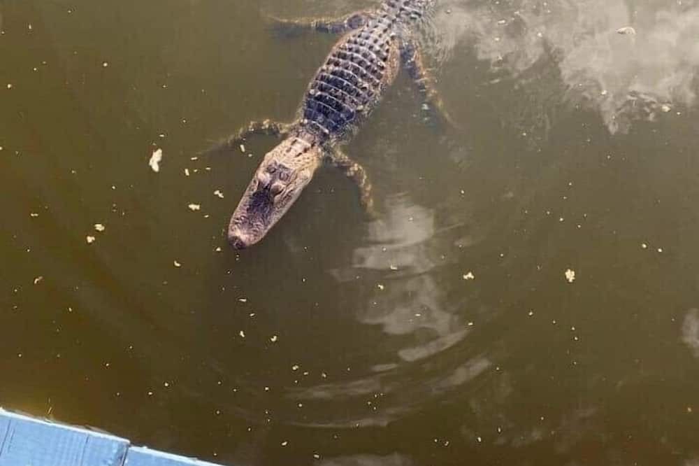 Photo of Others in Okeechobee