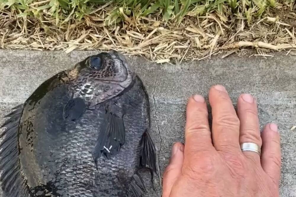 Photo of Outdoor in Okeechobee