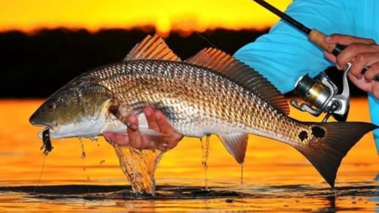 Photo of Others in New Smyrna Beach