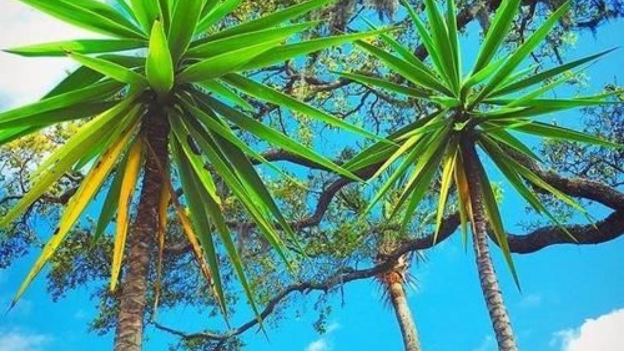 Photo of Outdoor in New Smyrna Beach