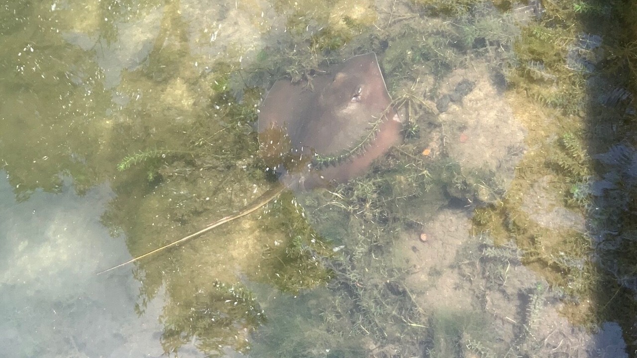 Photo of Outdoor in Springs at Kings Bay