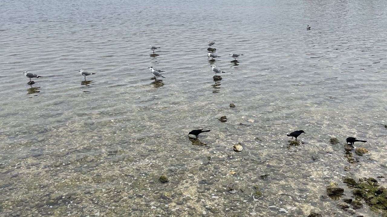 Photo of Others in Cape Cay