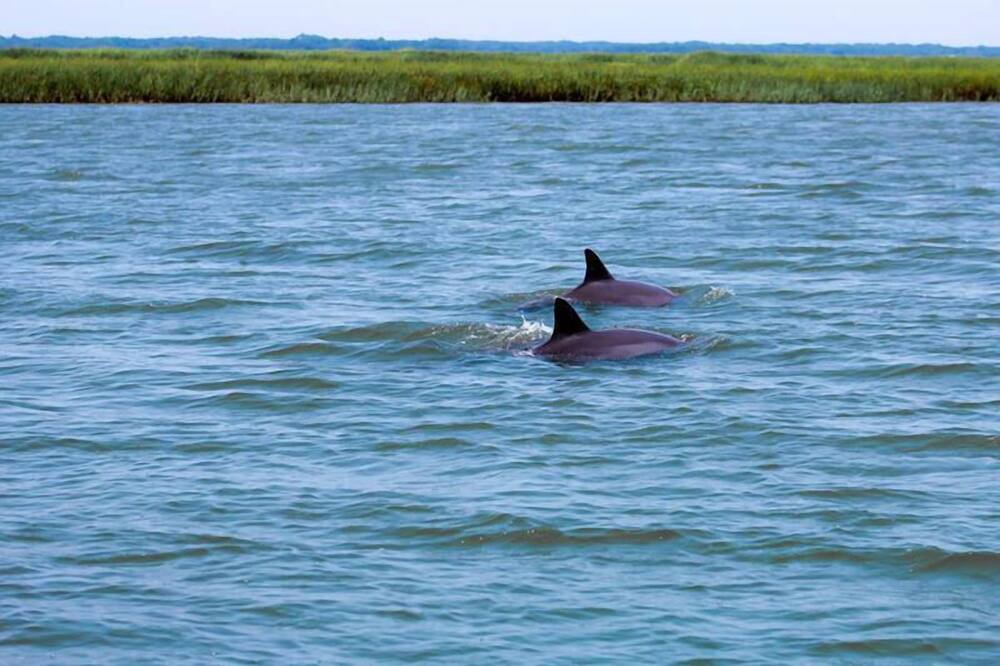 Photo of Others in Saint Helena Island