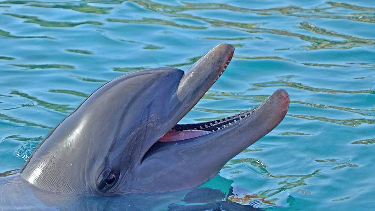 Photo of Outdoor in Siesta Key