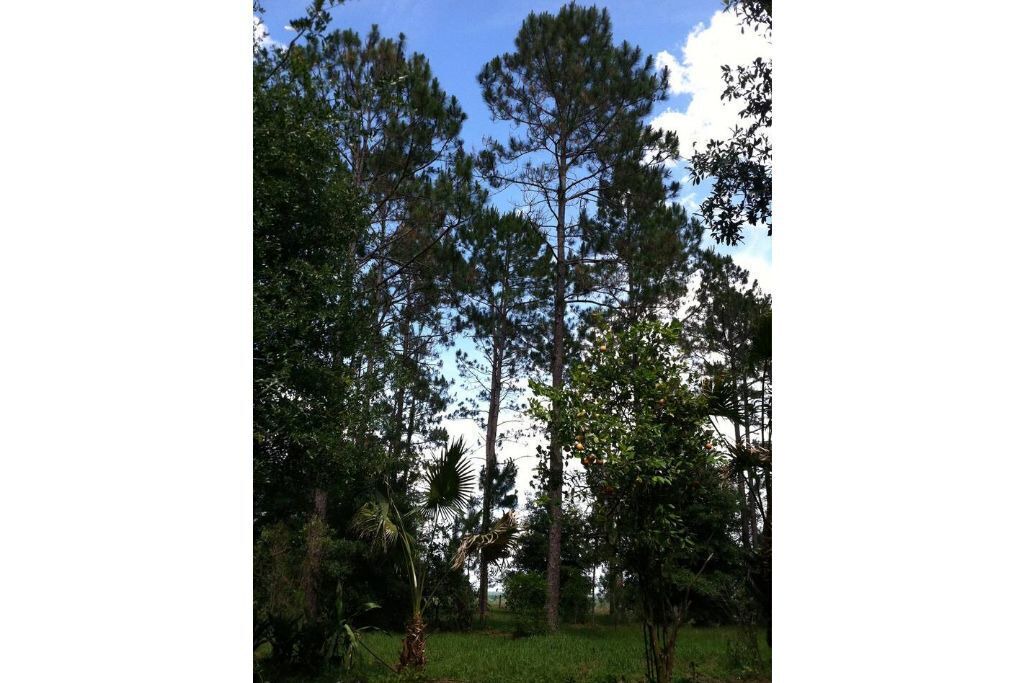 Photo of Outdoor in Dade City