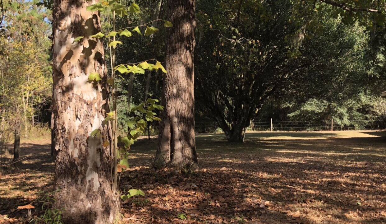 Photo of Outdoor in Dade City