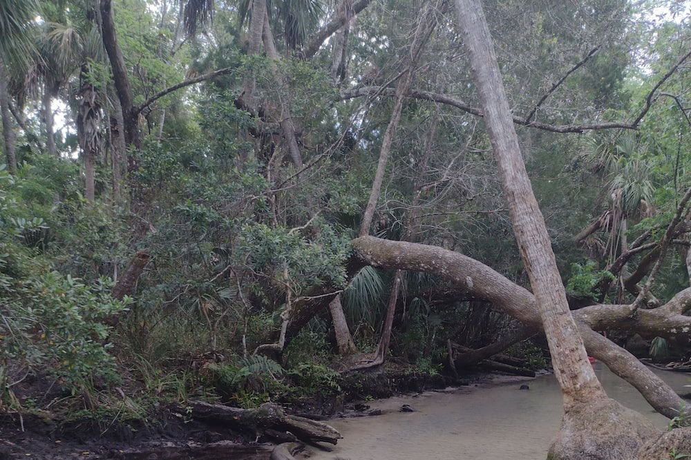 Photo of Outdoor in Chassahowitzka