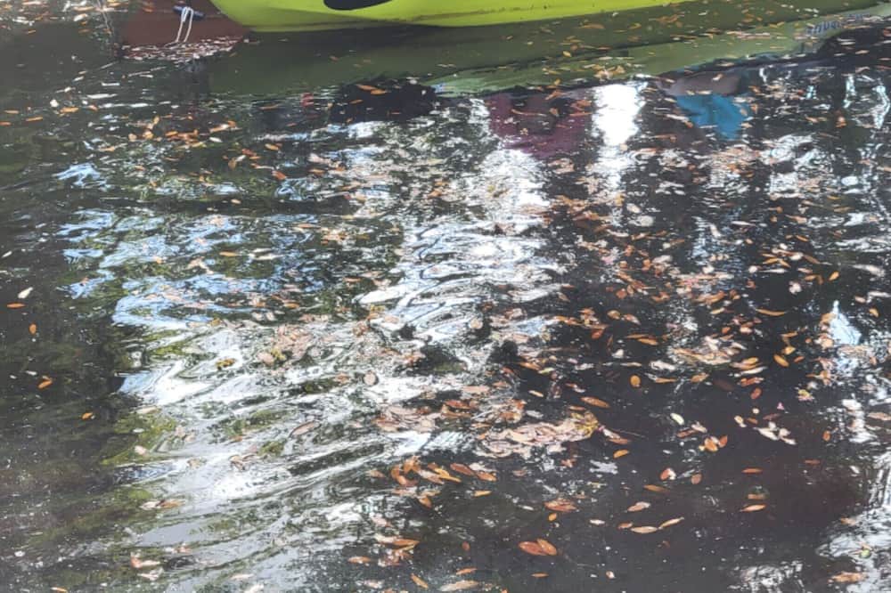 Photo of Others in Chassahowitzka