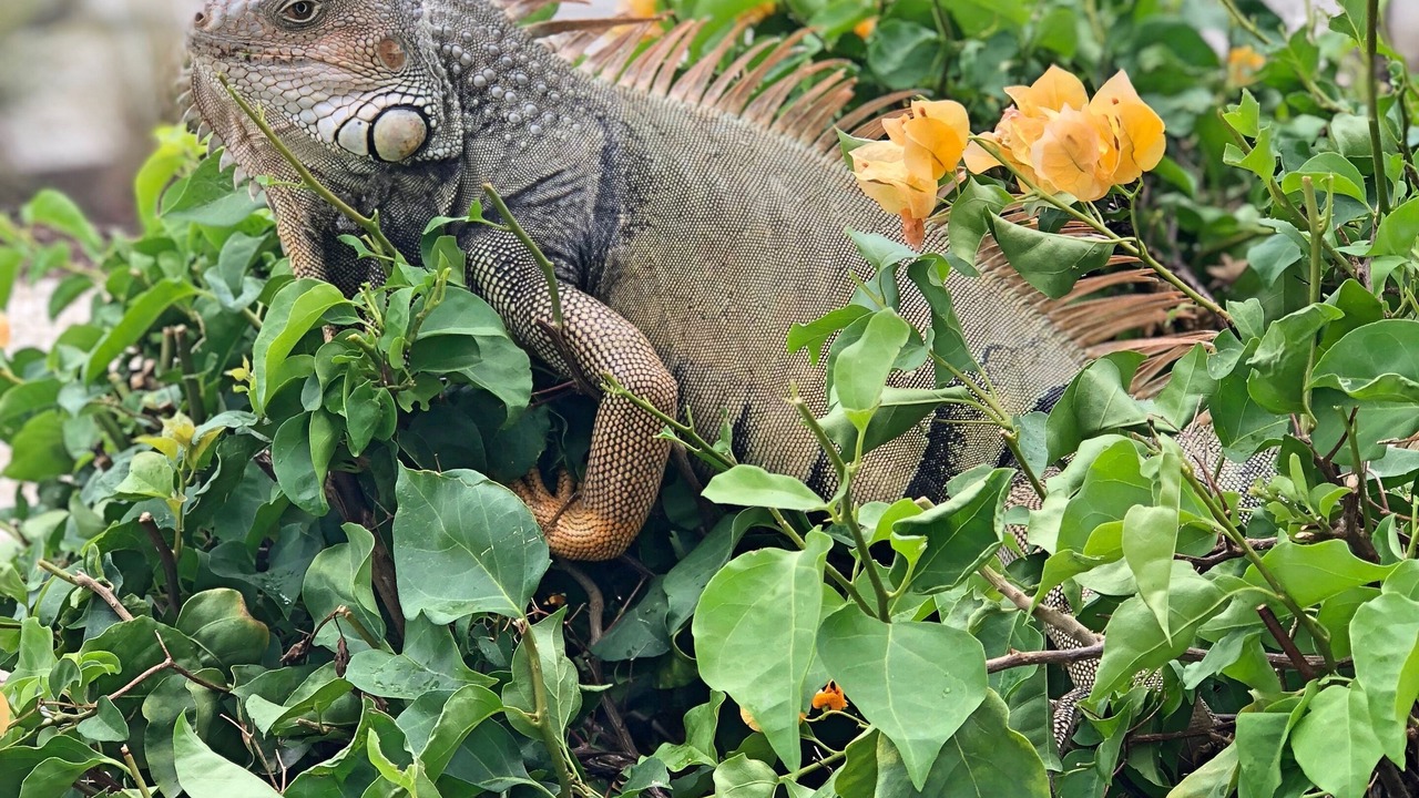 Photo of Outdoor in Key Largo