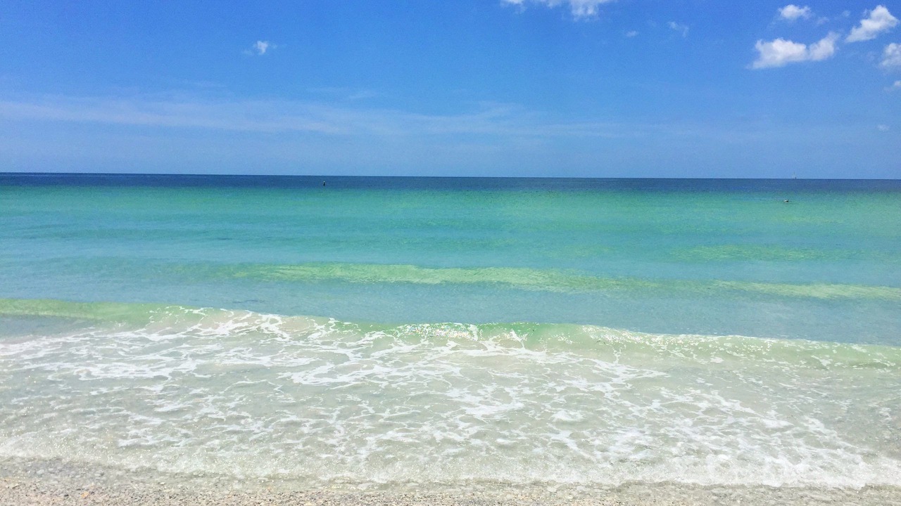 Photo of Others in Indian Rocks Beach