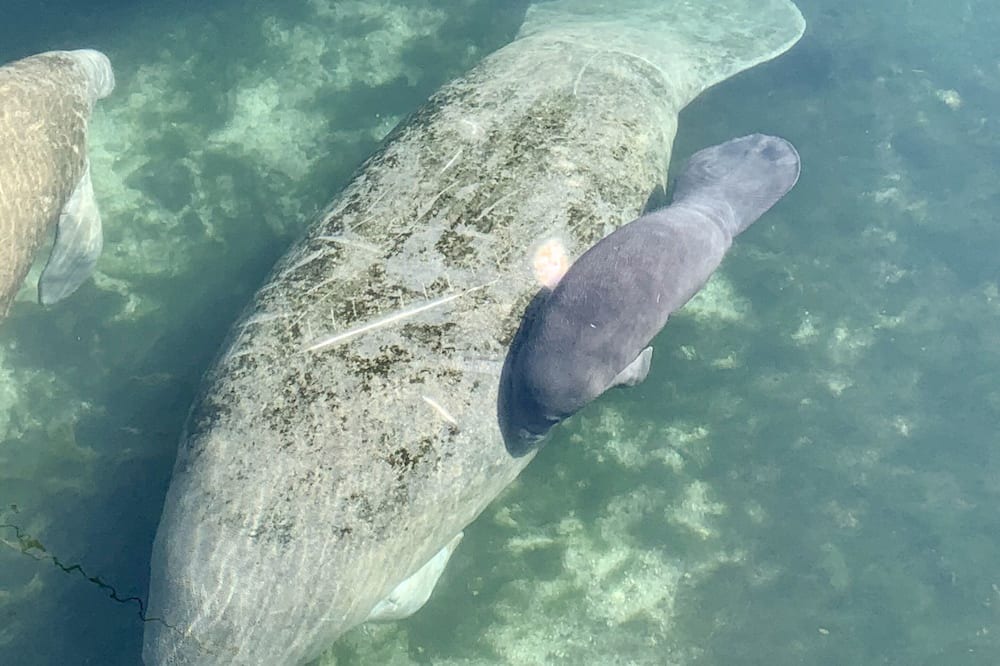 Photo of Others in Springs at Kings Bay