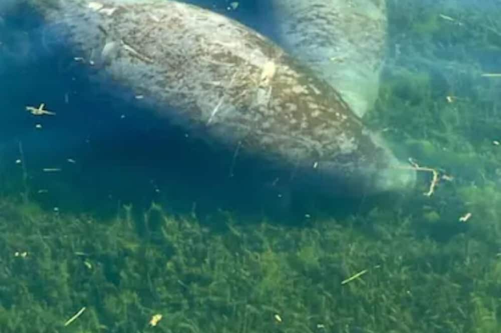 Photo of Others in Crystal River