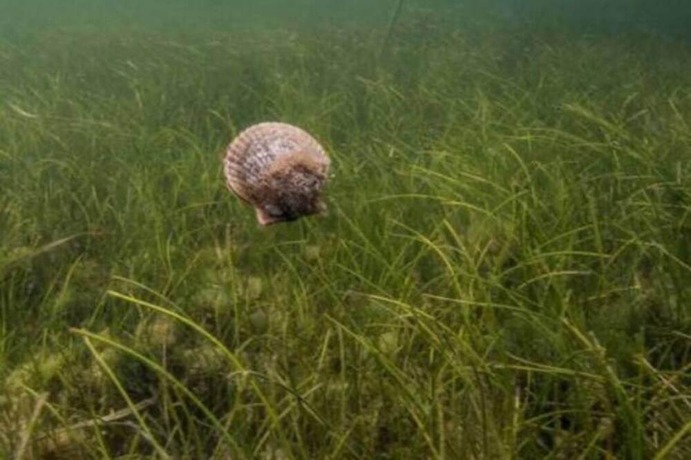 Photo of Others in Crystal River
