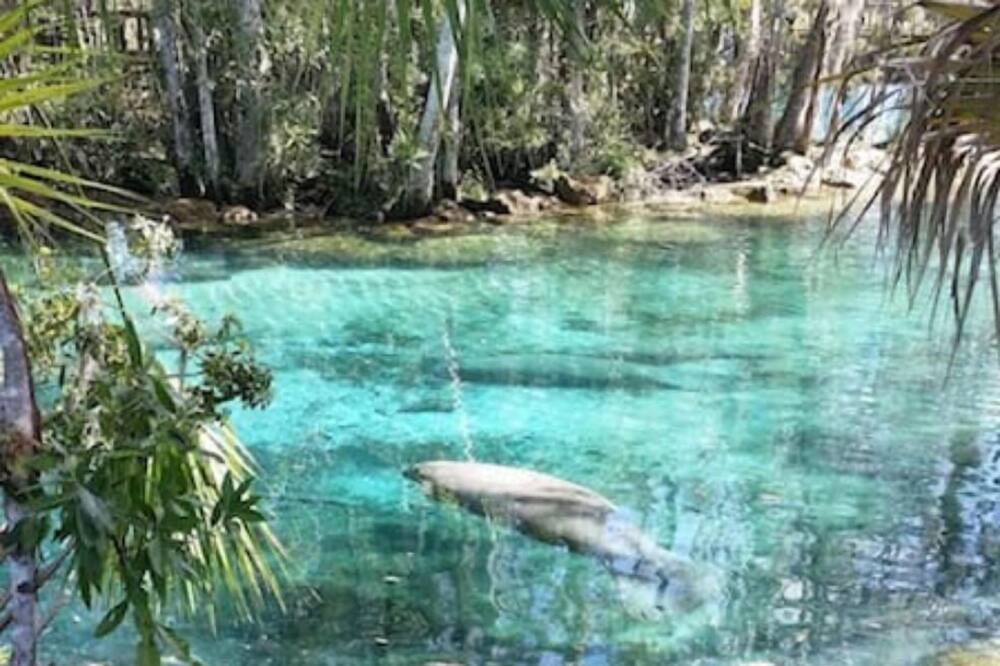 Photo of Others in Crystal River