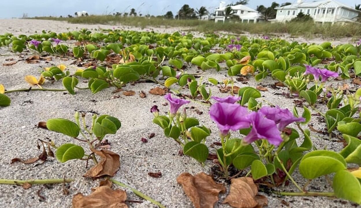 Photo of Outdoor in Delray Beach