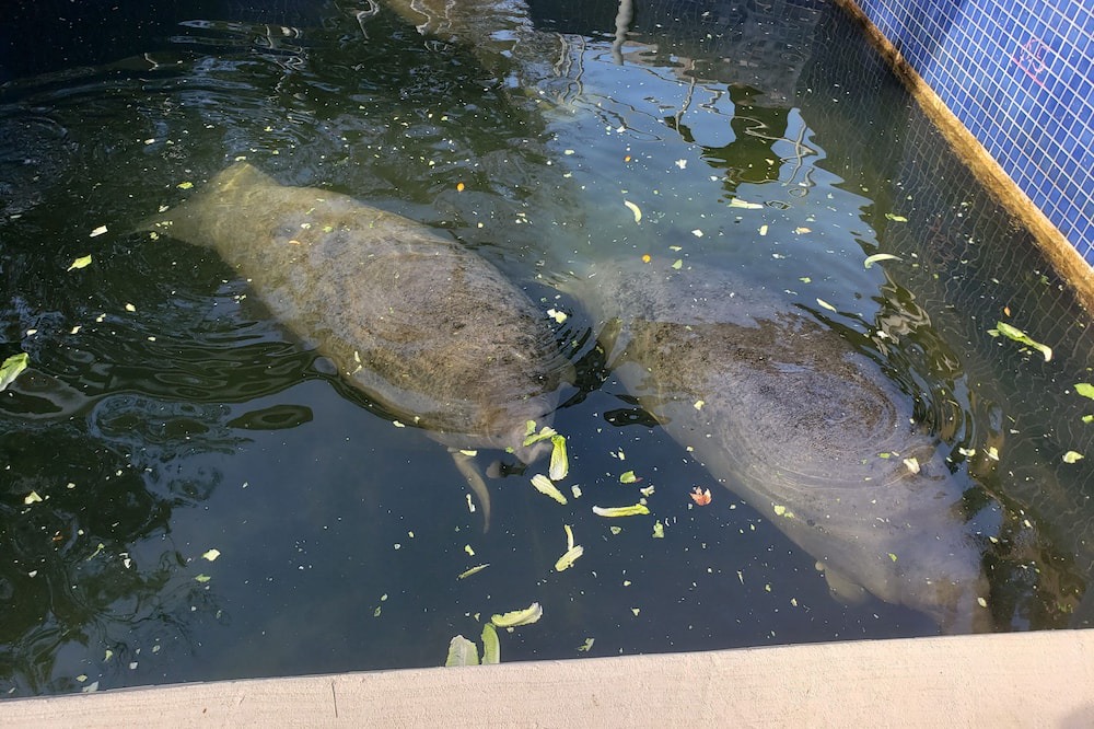 Photo of Outdoor in Homosassa