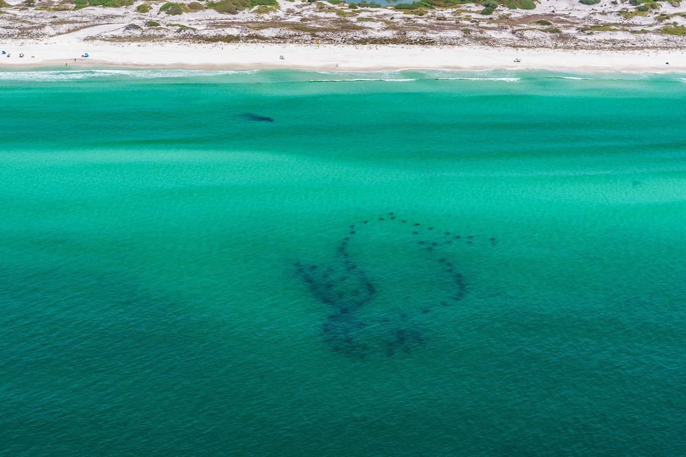 Photo of Others in Dune Allen Beach