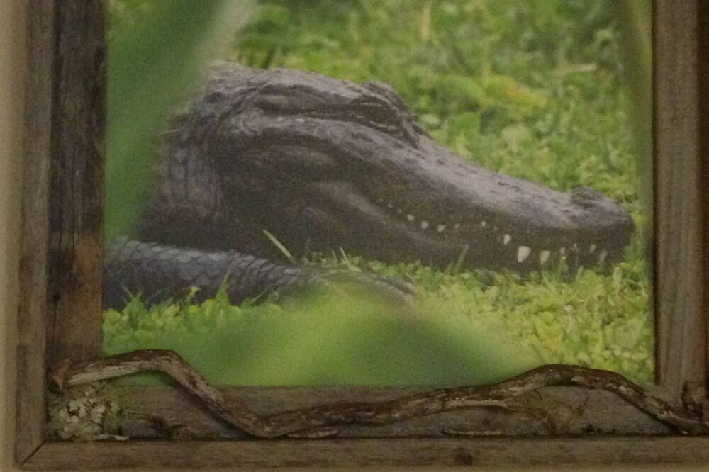 Photo of Others in Springs at Kings Bay