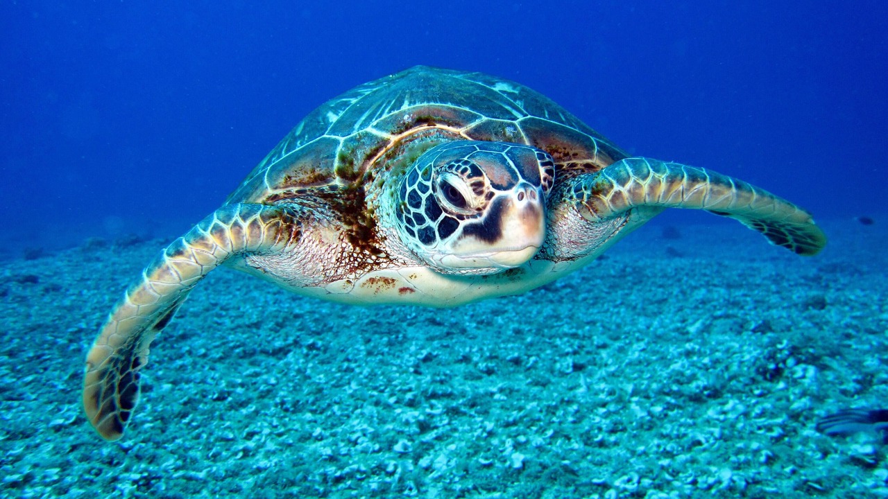Photo of Others in Jupiter