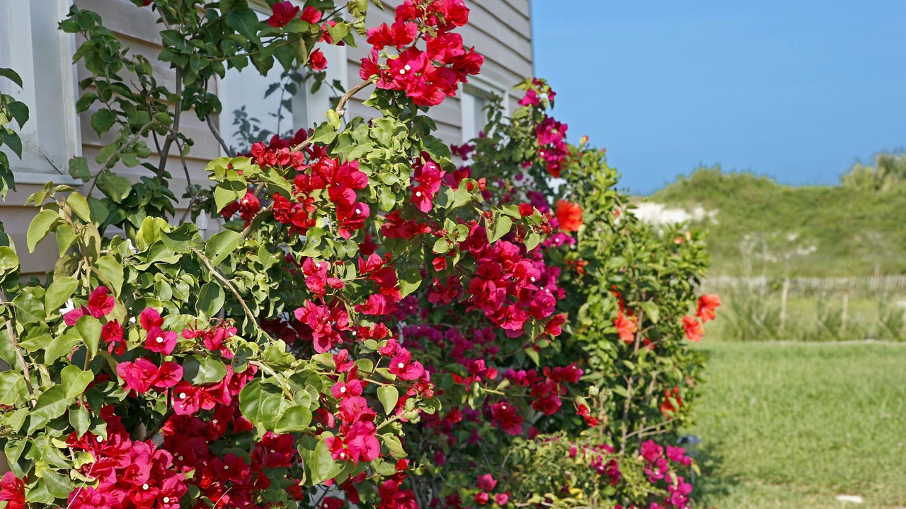 Photo of Outdoor in St. Augustine Beach