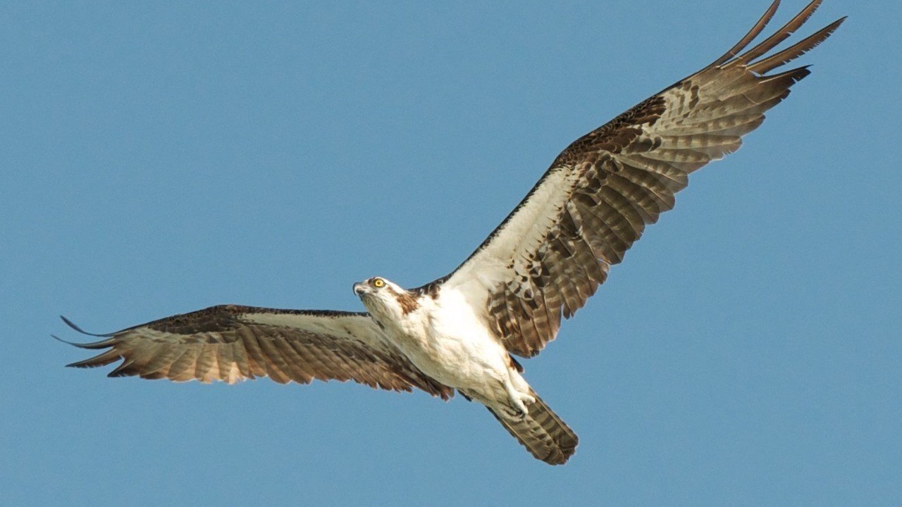 Photo of Others in Gulf Pines