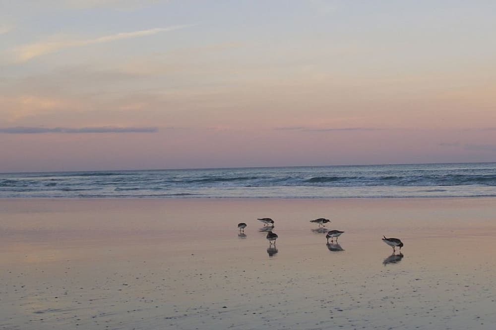 Photo of Outdoor in New Smyrna Beach
