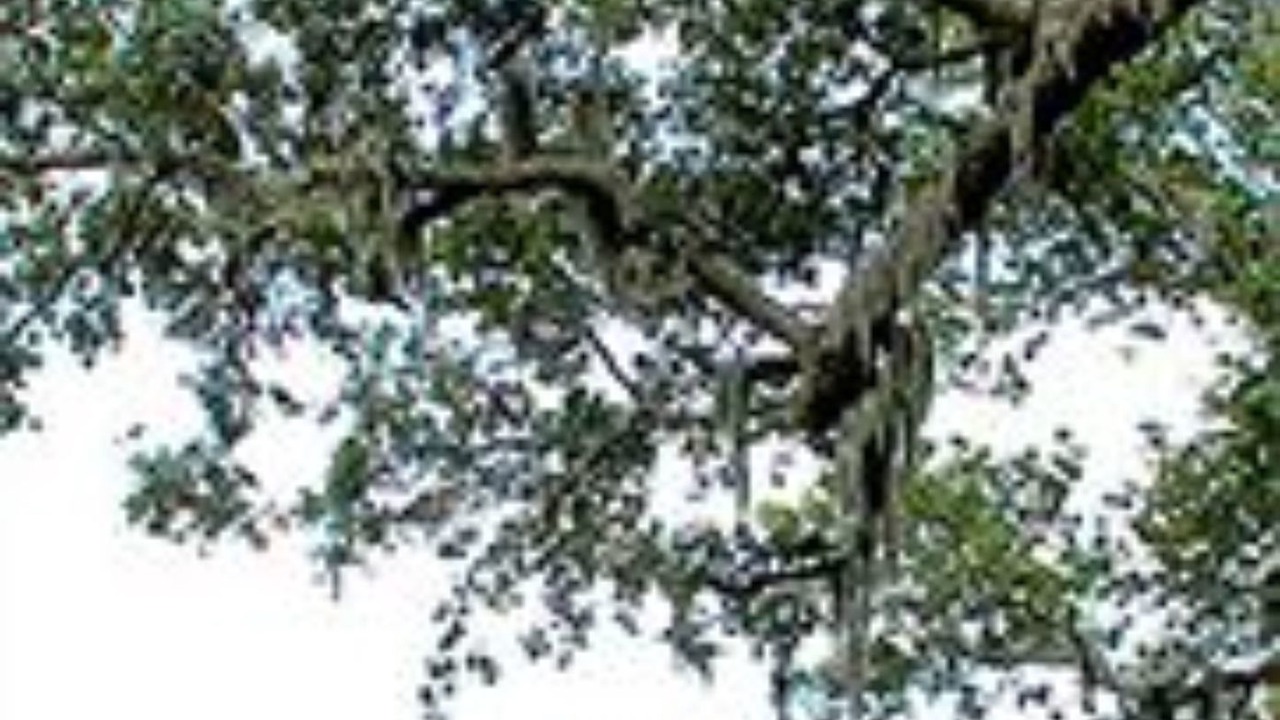 Photo of Outdoor in Orange Park