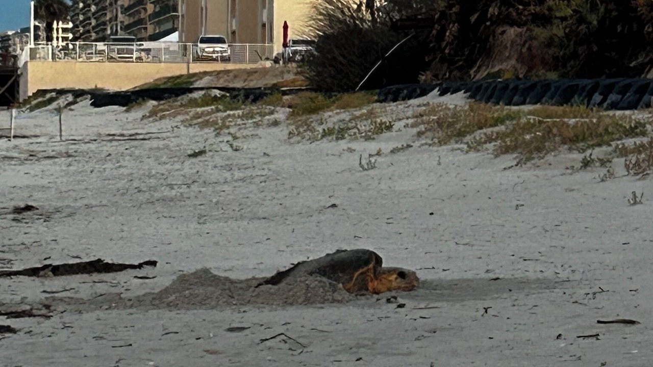 Photo of Others in Ponce Inlet