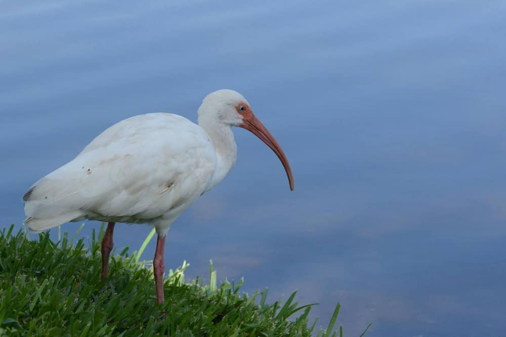 Photo of Others in North Port