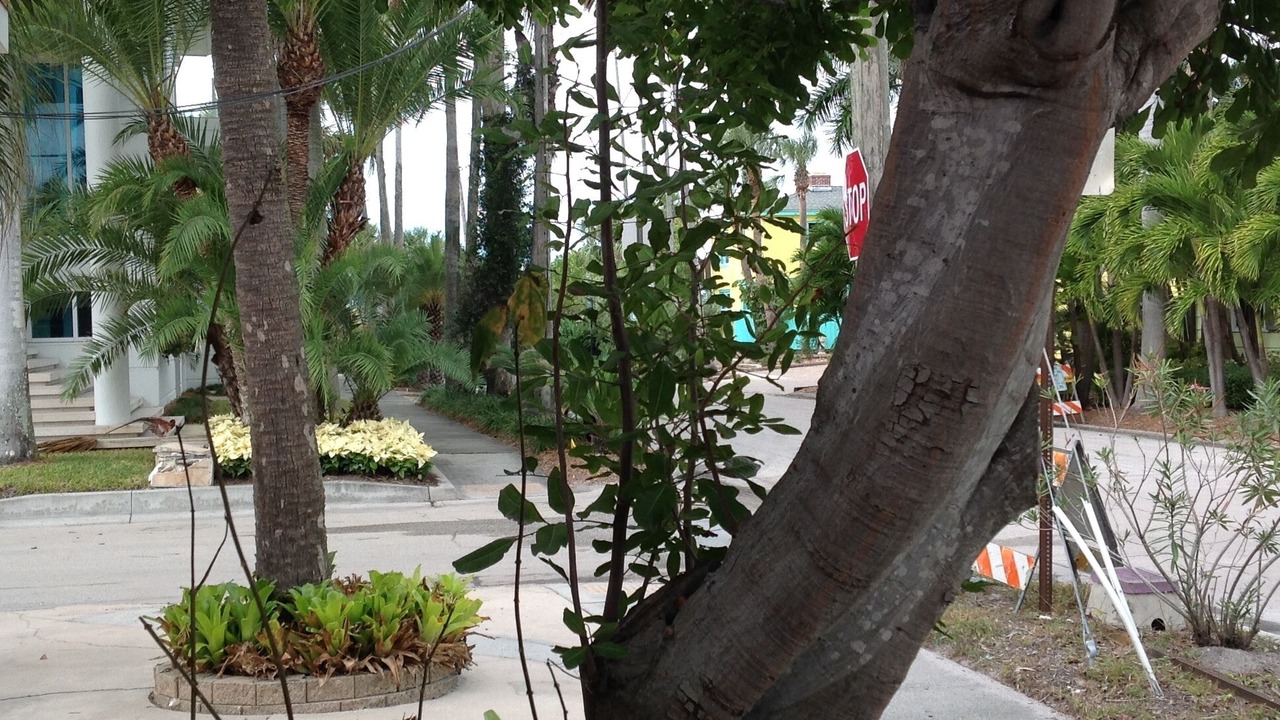 Photo of Outdoor in Pass-a-Grille