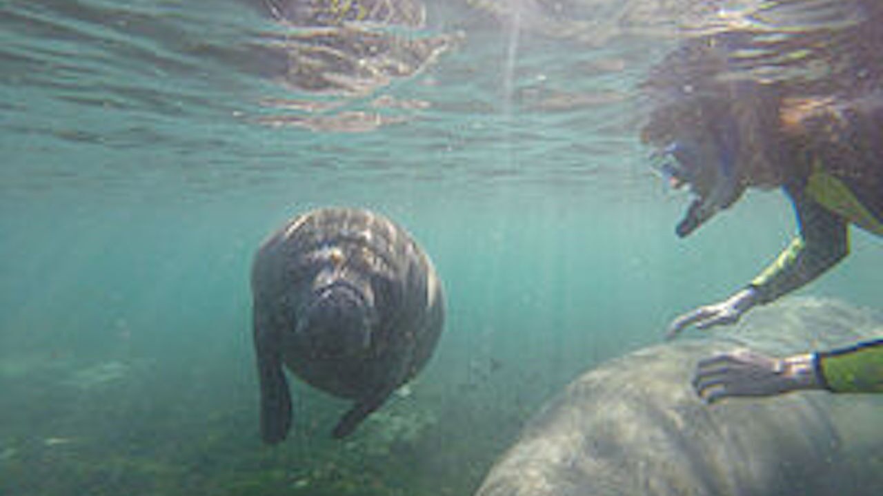 Photo of Others in Springs at Kings Bay