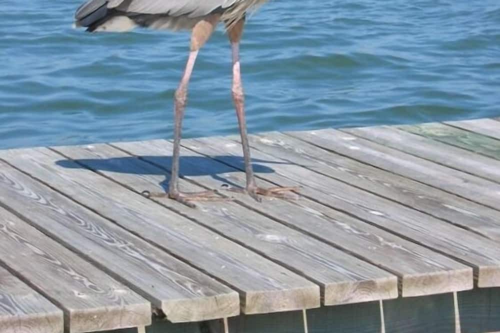 Photo of Others in Captiva