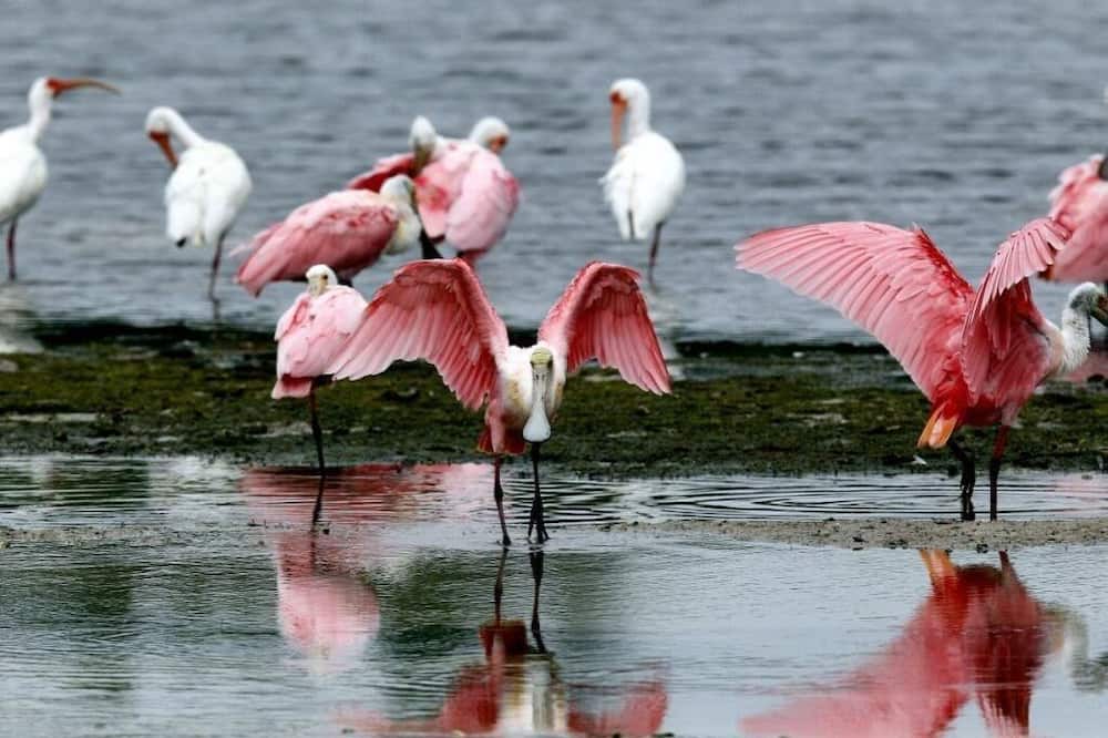 Photo of Others in Bonita Springs