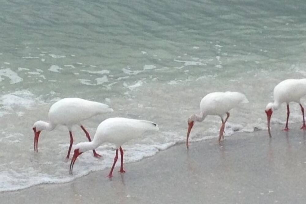 Photo of Others in Bonita Springs