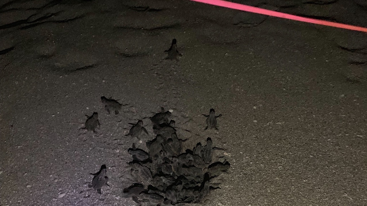 Photo of Others in Siesta Key