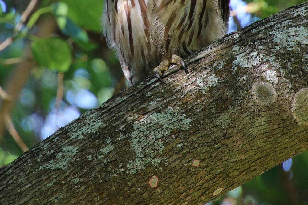 Photo of Others in Valrico