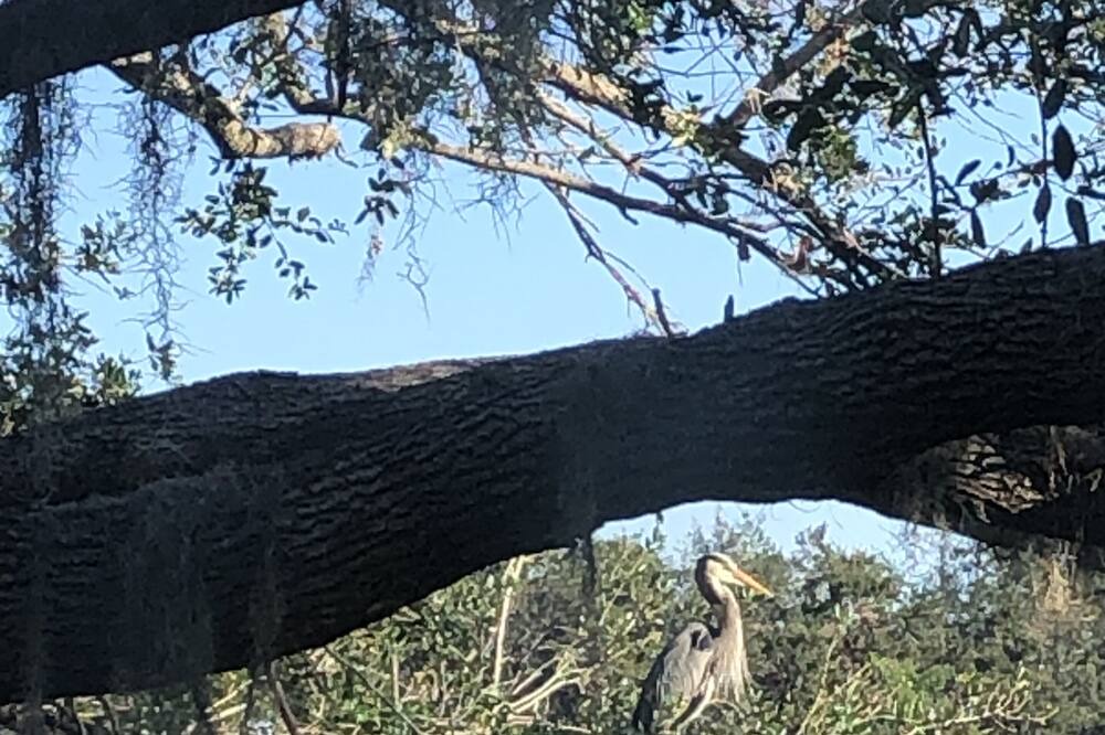 Photo of Others in Myrtle Trace