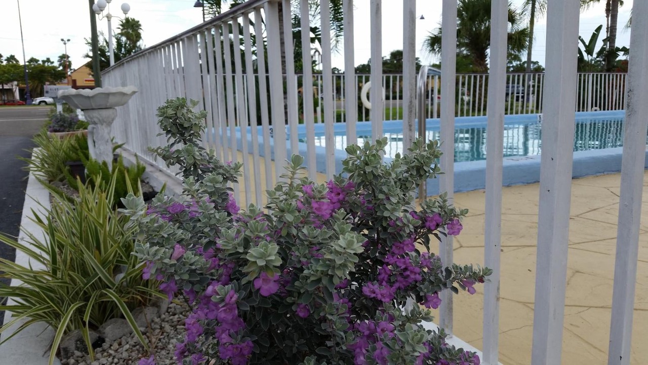 Photo of Outdoor in Kissimmee